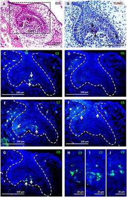 Activation of Pro-apoptotic Caspases in Non-apoptotic Cells During Odontogenesis and Related Osteogenesis